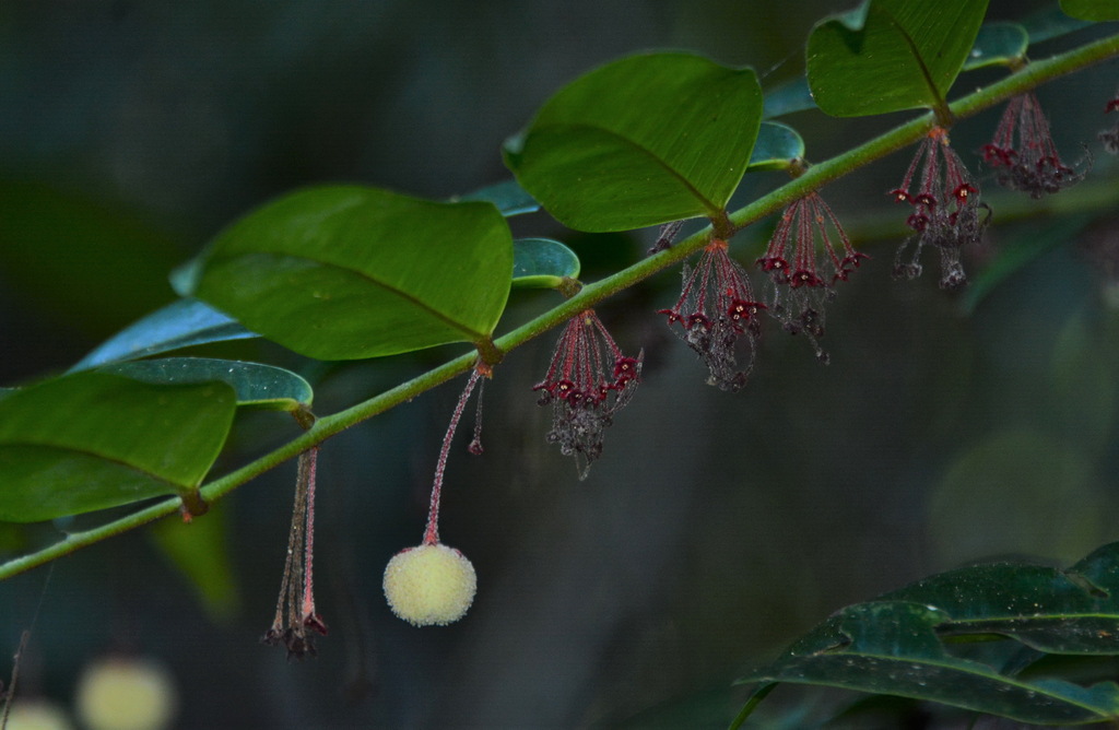 Phyllanthus gracilipes (Phyllanthus gracilipes)