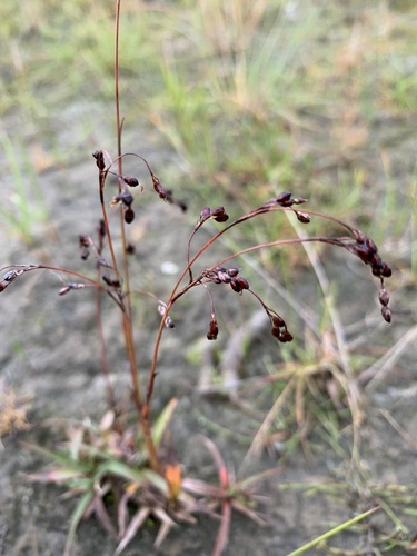 Image of Luzula wahlenbergii by (c) Valerii Glazunov, some rights reserved (CC BY)