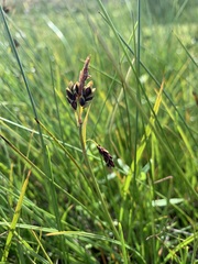 Carex rariflora