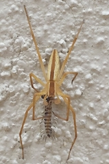 Pisauridae