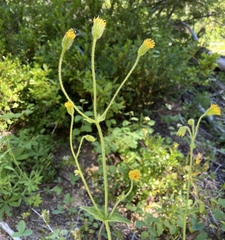 Arnica parryi