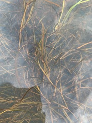 Potamogeton sibiricus