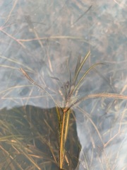 Potamogeton sibiricus