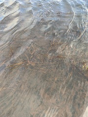 Potamogeton sibiricus