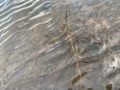Potamogeton sibiricus