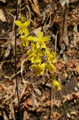 Spathoglottis affinis