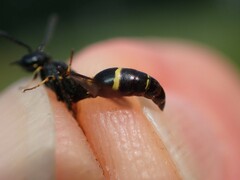 Symmorphus debilitatus