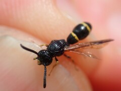 Symmorphus debilitatus