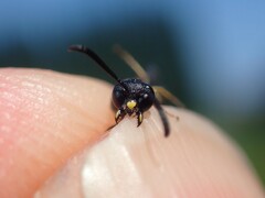 Symmorphus debilitatus