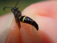 Symmorphus debilitatus