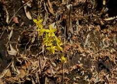 Spathoglottis affinis