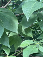 Aesculus hippocastanum