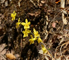 Spathoglottis affinis
