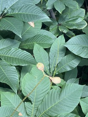 Aesculus hippocastanum