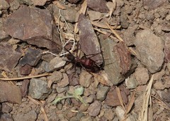 Cataglyphis nodus