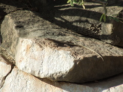Platysaurus intermedius rhodesianus