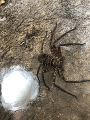Heteropoda conwayensis