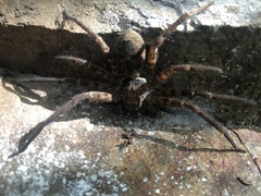 Heteropoda conwayensis