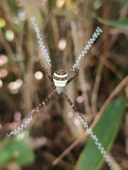 Argiope minuta