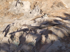 Platysaurus intermedius rhodesianus