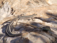Platysaurus intermedius rhodesianus