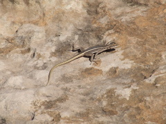 Platysaurus intermedius rhodesianus