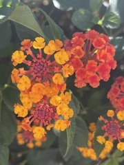 Lantana