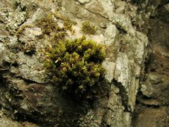 Ptychomitrium polyphyllum