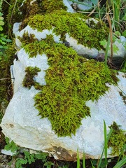 Ctenidium molluscum