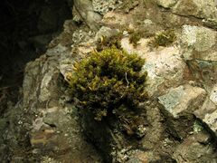 Ptychomitrium polyphyllum