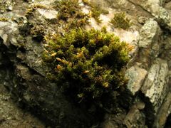 Ptychomitrium polyphyllum