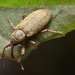 Lepidonotaris petax - Photo (c) semyon_ryazgis, algunos derechos reservados (CC BY-NC), subido por semyon_ryazgis