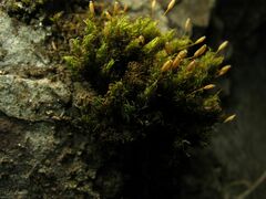 Ptychomitrium polyphyllum