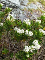 Veronica treadwellii