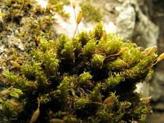 Ptychomitrium polyphyllum