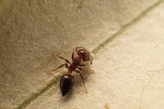 Crematogaster schmidti