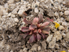 Lewisia kelloggii