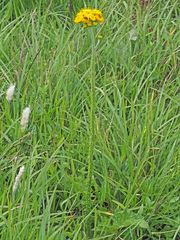 Berkheya umbellata
