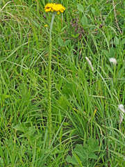 Berkheya umbellata