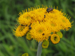 Berkheya umbellata