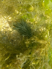 Cladophora rupestris