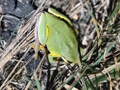 Hyla chinensis