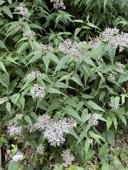 Eupatorium chinense tozanense