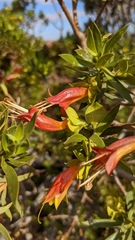 Eremophila duttonii