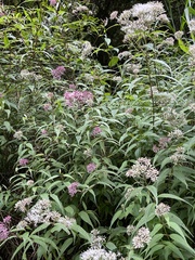 Eupatorium chinense tozanense