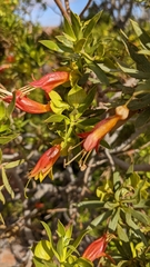 Eremophila duttonii
