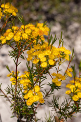 Verticordia laciniata