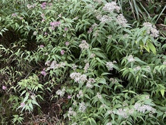 Eupatorium chinense tozanense