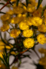 Verticordia laciniata