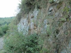 Ptychomitrium polyphyllum